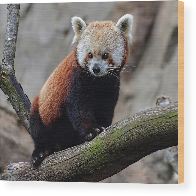 Red Panda Wood Print featuring the photograph Red Panda portrait by Ronda Ryan