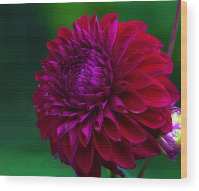 Red Dahlia Wood Print featuring the photograph Red Plate Size Dahlia by Jeanette C Landstrom