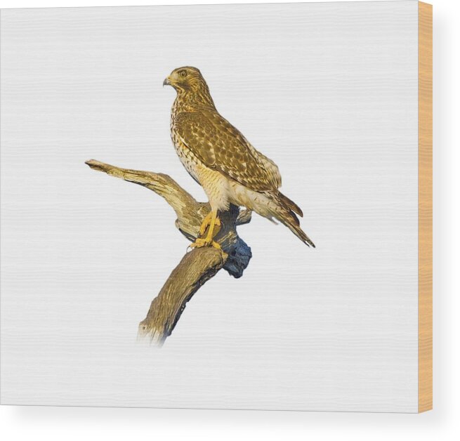 Hawk Wood Print featuring the photograph Red Shouldered Hawk Perch by Mark Andrew Thomas