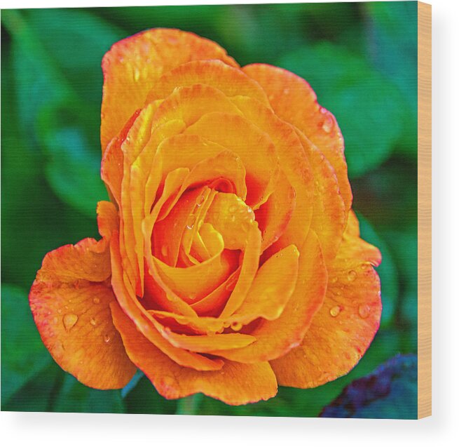 Rose Wood Print featuring the photograph Rose by Jerry Cahill