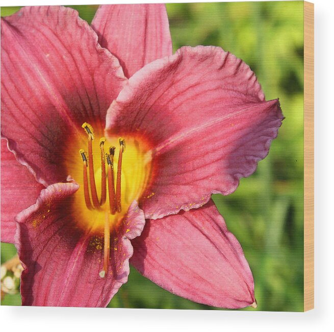Lily Wood Print featuring the photograph Rose Lily by Ellen Tully