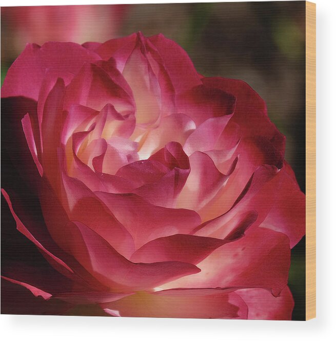 Rose Wood Print featuring the photograph Rosy closeup by Ronda Ryan