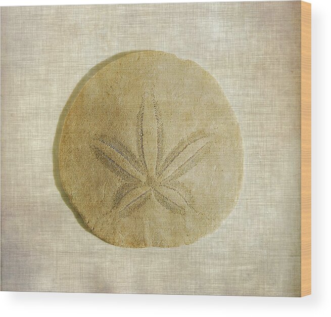 Sand Dollar Wood Print featuring the photograph Sand Dollar by Cindi Ressler