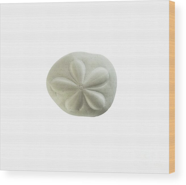 Sand Dollar Wood Print featuring the photograph Sea Biscuit by Judy Hall-Folde