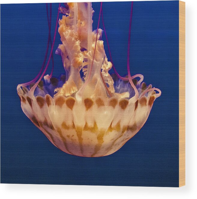 Animals Wood Print featuring the photograph Sea Nettle Jellyfish by Venetia Featherstone-Witty
