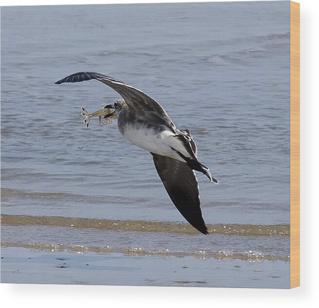 Seagull Wood Print featuring the photograph Seagull with shrimp by Brian Kinney
