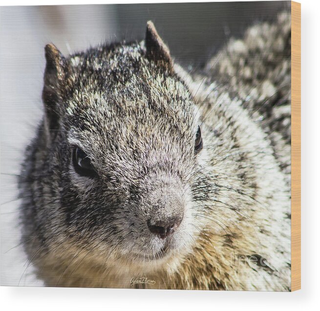 Wildlife Wood Print featuring the photograph Serious Squirrel by Adam Morsa