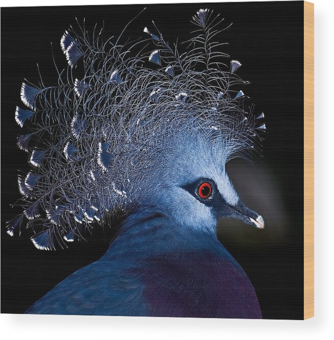 Victoria Crowned Pigeon Wood Print featuring the photograph Show girl by Thanh Thuy Nguyen