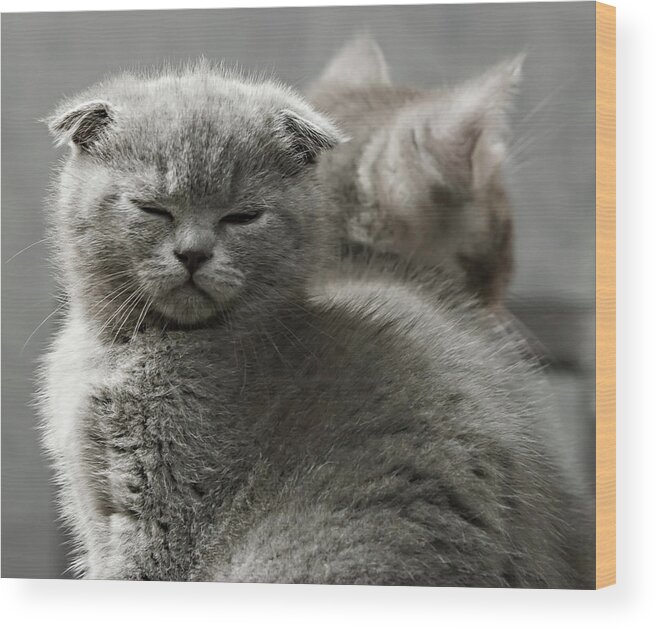 Scottish Fold Cats Wood Print featuring the photograph Slumbering Cat by Evgeniy Lankin