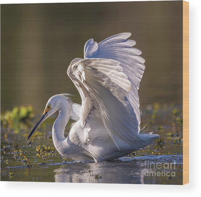Nature Wood Print featuring the photograph Snowy Egret Hunting - Egretta Thula by DB Hayes