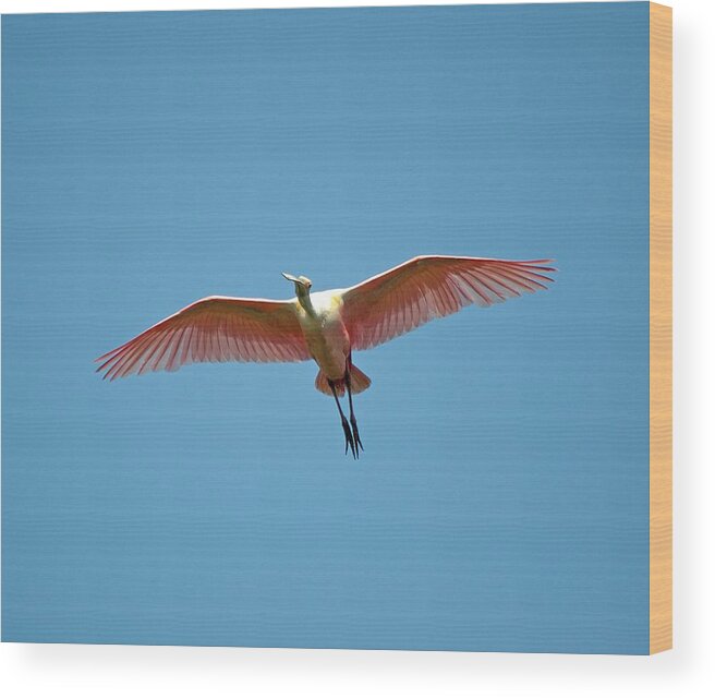 Heron Wood Print featuring the photograph Soaring Roseate Spoonbill by Kenneth Albin