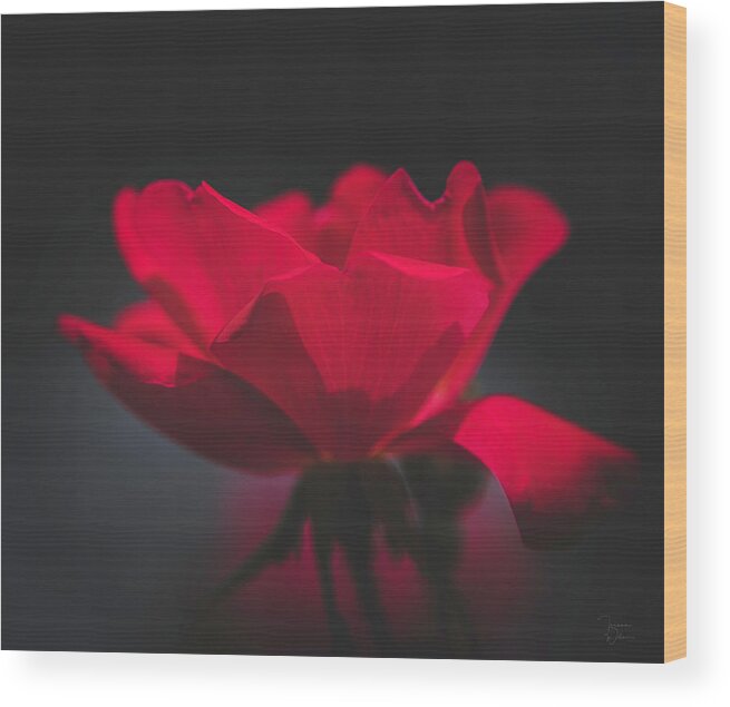 Flower Wood Print featuring the photograph Soft Red Rose by Teresa Wilson
