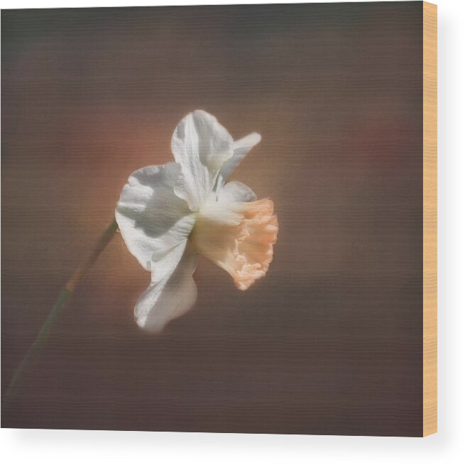 Flower Wood Print featuring the photograph Spring Daffodil by Kim Hojnacki