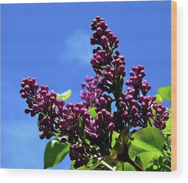 Lilac Wood Print featuring the photograph Spring Lilac by Nick Kloepping