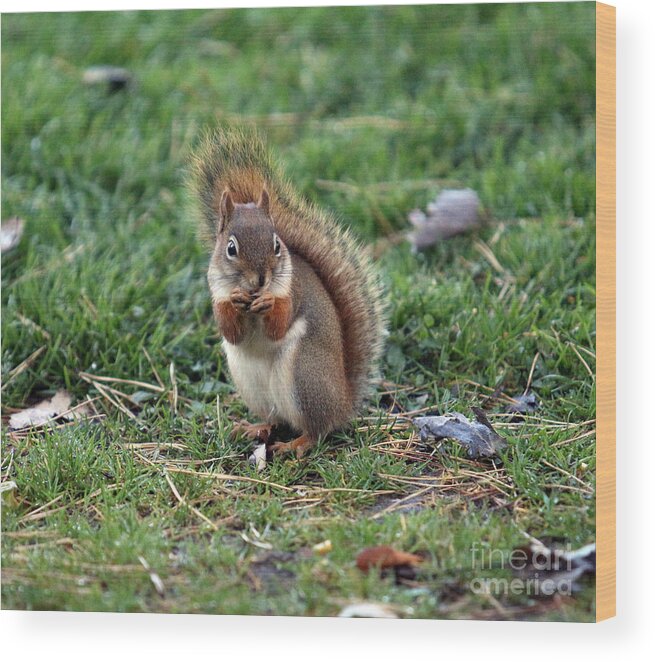 Squirrel Wood Print featuring the photograph Squirrel by Kathy DesJardins