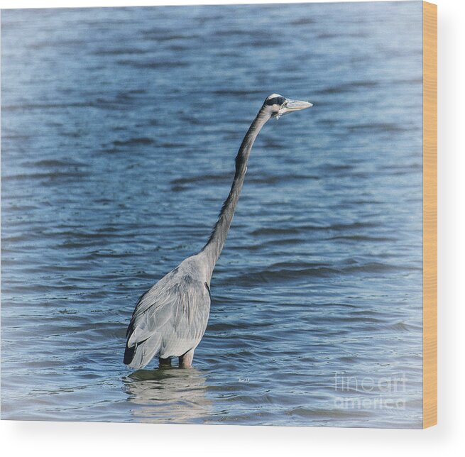 Heron Wood Print featuring the photograph Sticking Out Your Neck Heron by Roberta Byram