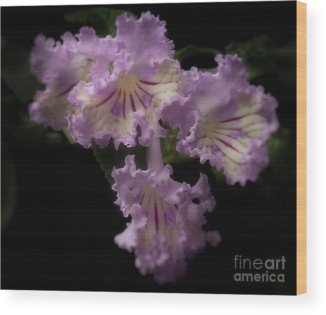 Flower Wood Print featuring the photograph Streptocarpus 'Renia' by Ann Jacobson