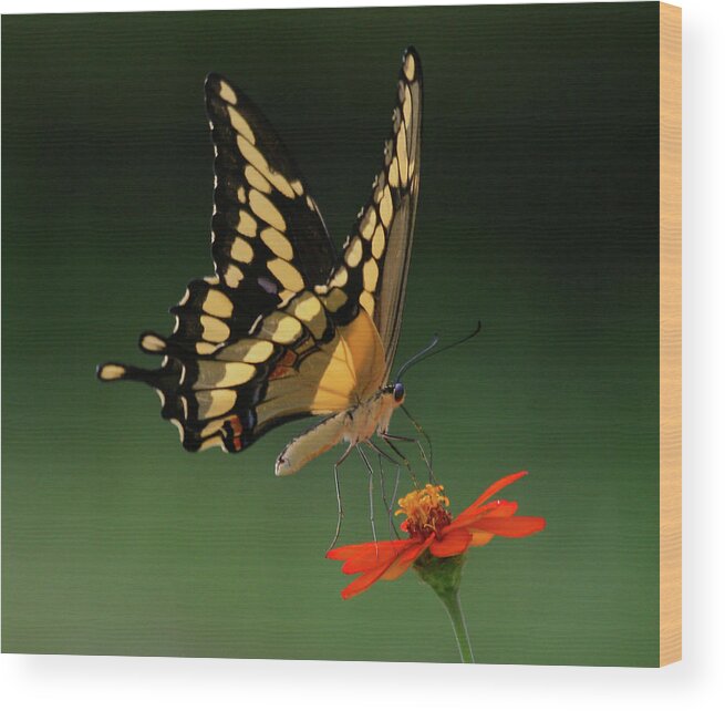 Butterfly Wood Print featuring the photograph Summer Garden by Reva Dow