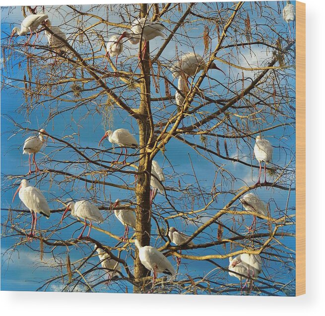 White Ibis Wood Print featuring the photograph Dr. Seuss by Carolyn Mickulas