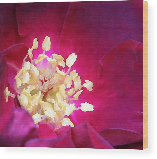 Coblitz Tea Rose Stamen Petals Red Velvet Soft Color Yellow Flower Floral Petals Wood Print featuring the photograph Tea Rose by David Coblitz