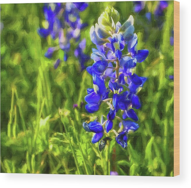 Bluebonnet Wood Print featuring the photograph Texas Bluebonnet by Peggy Blackwell