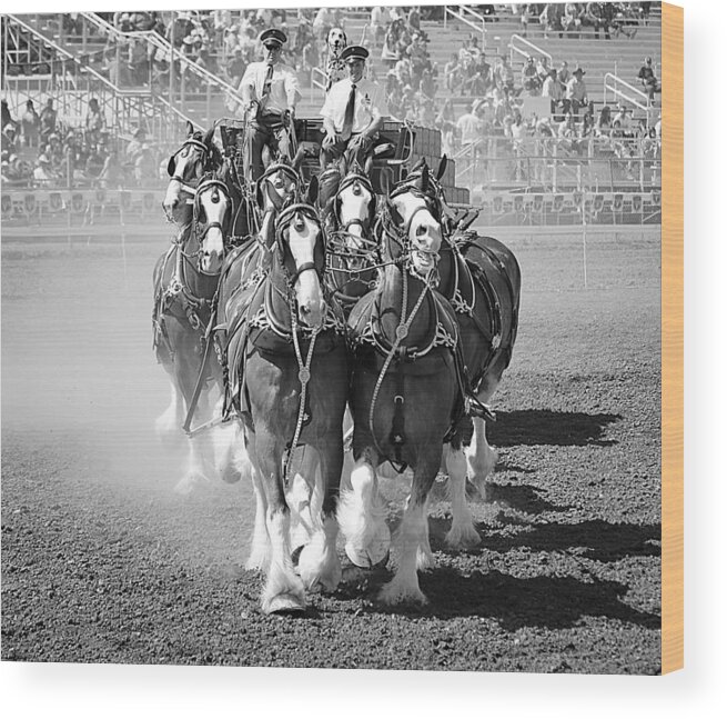 The Budweiser Clydesdales Wood Print featuring the photograph The Budweiser Clydesdales by Maria Jansson