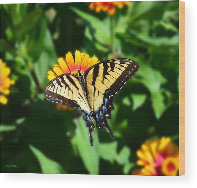 Butterfly Wood Print featuring the photograph Tiger Swallowtail Butterfly by Kathy Kelly