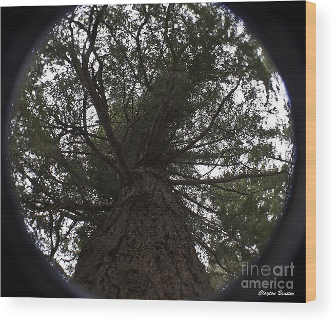 Art Wood Print featuring the photograph Tree In The Round by Clayton Bruster
