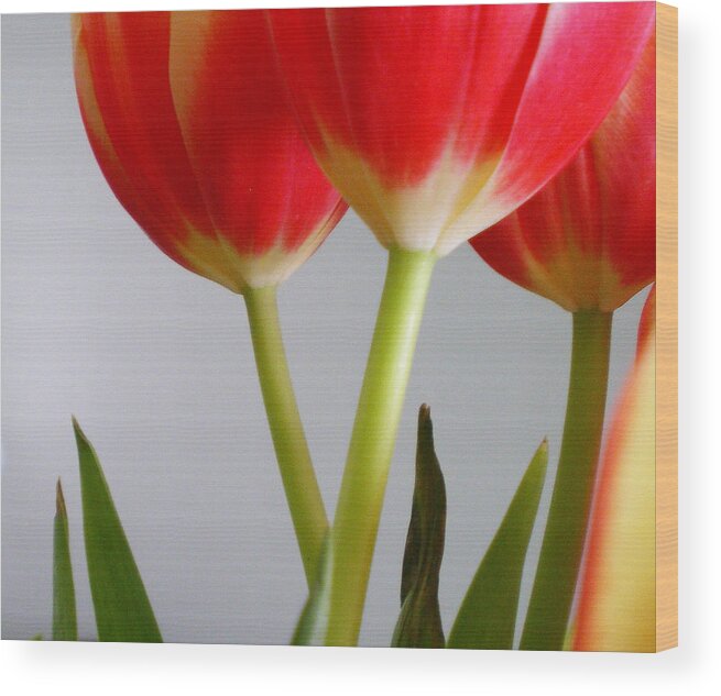 Tulips Wood Print featuring the photograph Tulips II by Robin Webster