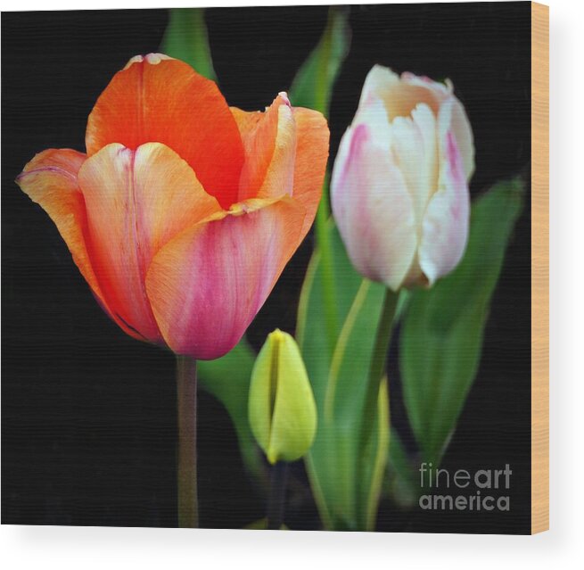 Tulip Wood Print featuring the photograph Tulips on Black by Patricia Strand