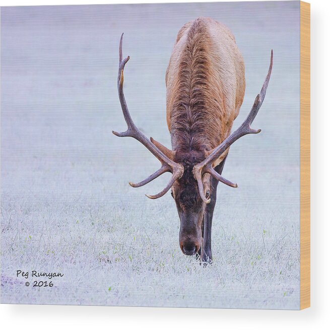 Elk Wood Print featuring the photograph Up Close and Personal by Peg Runyan