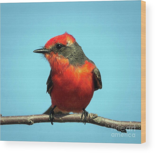 Nature Wood Print featuring the photograph Vermilion Flycatcher - Pyrocephalus Rubinus by DB Hayes