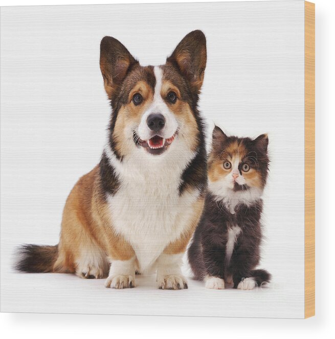 White Background Wood Print featuring the photograph Welsh Corgi And Kitten by Jane Burton