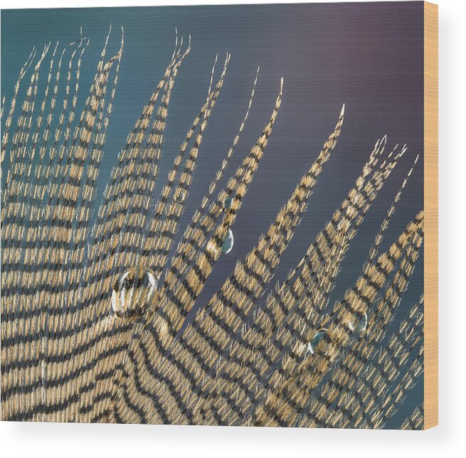 Feather Wood Print featuring the photograph Wet Drop on Wood Duck Feather by Jean Noren