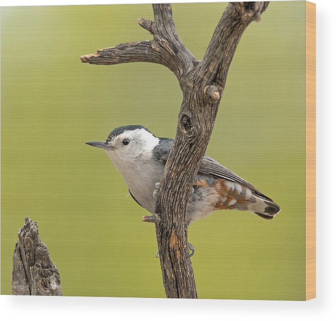 White-breasted_nuthatch Wood Print featuring the photograph White-breasted Nuthatch by Tam Ryan