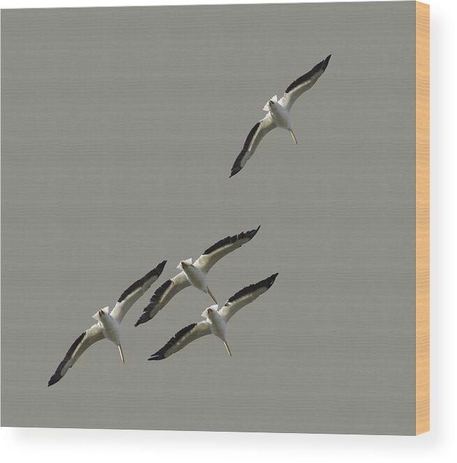 White Wood Print featuring the photograph White Pelicans Transparency by Richard Goldman