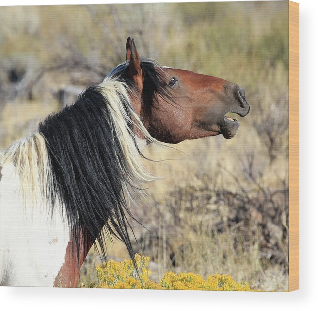 Wild Stallion Wood Print featuring the photograph Wild and Colorful by Steve McKinzie