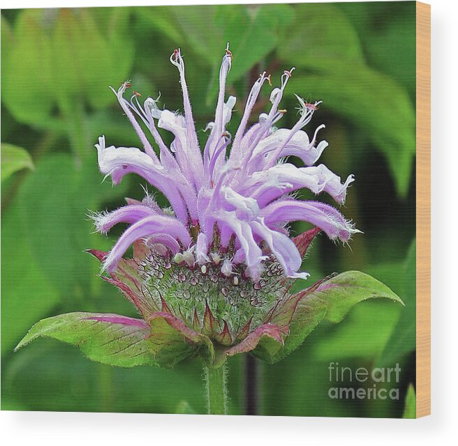 Wild Bergamot Wood Print featuring the photograph Wild Bergamot by Jennifer Robin