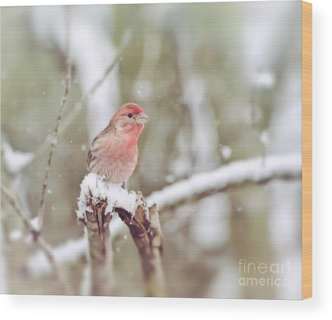 House Finch Wood Print featuring the photograph Wild Birds - House Finch in The Snow by Kerri Farley of New River Nature