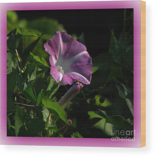 Wild Flower Wood Print featuring the photograph Wild Morning Glory by Deborah Johnson