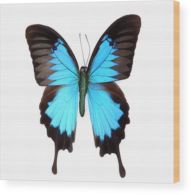 White Background Wood Print featuring the photograph Butterfly #1 by Lockiecurrie