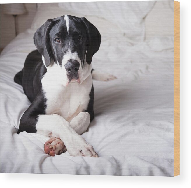 Pets Wood Print featuring the photograph Great Dane On A Bed #1 by Claire Plumridge