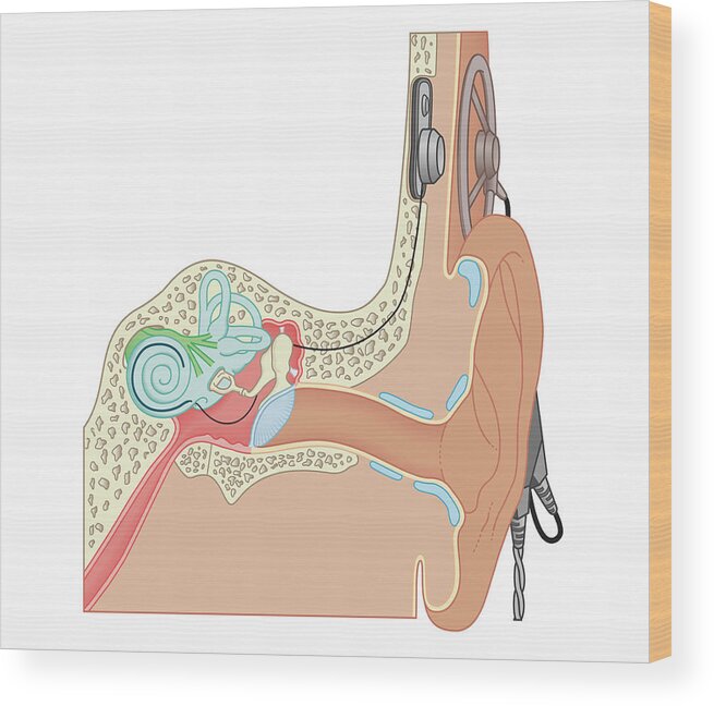 Stapes Wood Print featuring the digital art Cross Section Biomedical Illustration #10 by Dorling Kindersley