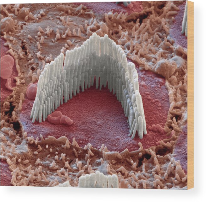 Cochlea Wood Print featuring the photograph Cochlea, Outer Hair Cell, Sem #2 by Oliver Meckes EYE OF SCIENCE