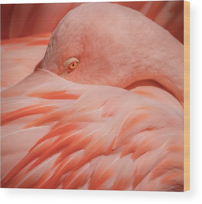 Bird
Animal
Pink
Flamingo
Pink Wood Print featuring the photograph Portrait Of A Pink Flamingo #2 by Robin Wechsler
