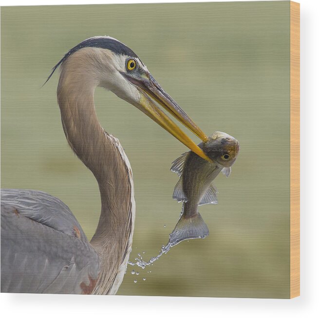 Heron Wood Print featuring the photograph #3 by Mountain Cloud