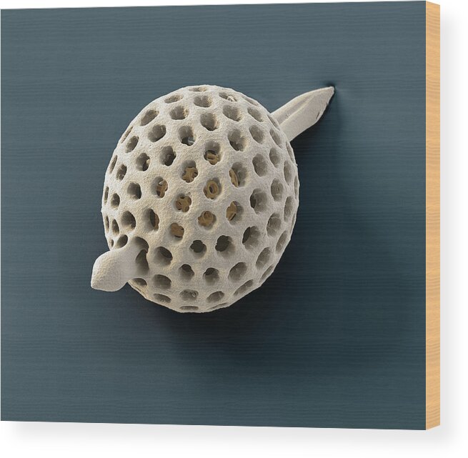 California Wood Print featuring the photograph Radiolarian Xiphostylus Sp., Sem #3 by Oliver Meckes EYE OF SCIENCE
