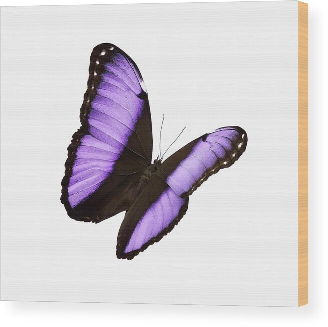 White Background Wood Print featuring the photograph Butterfly #4 by Liliboas