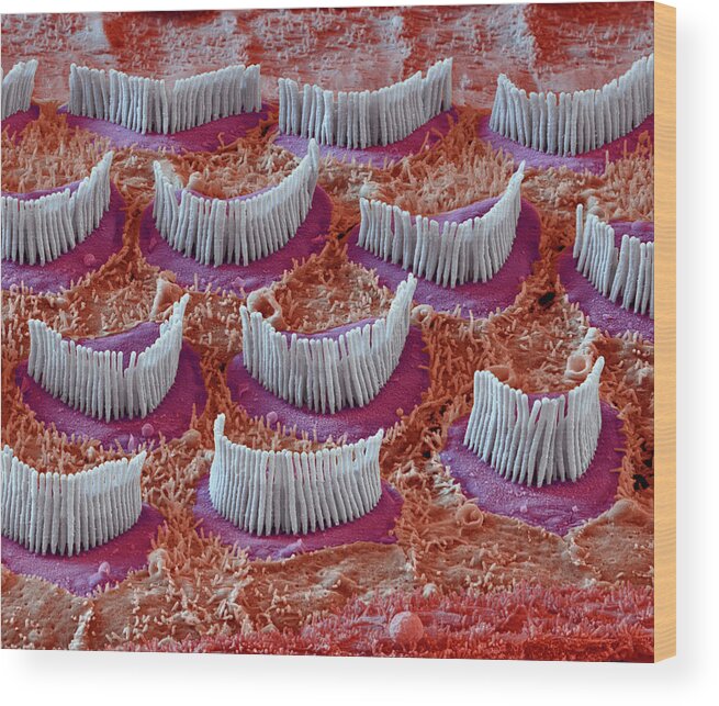 Cochlea Wood Print featuring the photograph Cochlea, Outer Hair Cells, Sem #7 by Oliver Meckes EYE OF SCIENCE