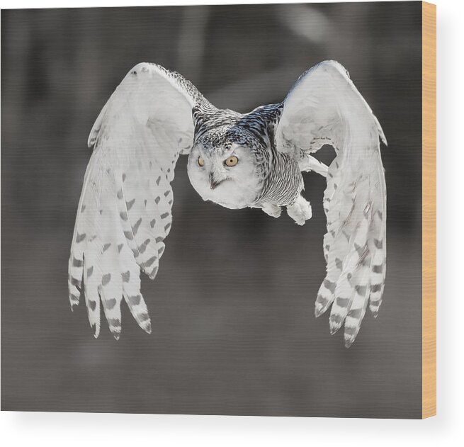 Fun Wood Print featuring the photograph Snowy Owl #9 by Davidhx Chen